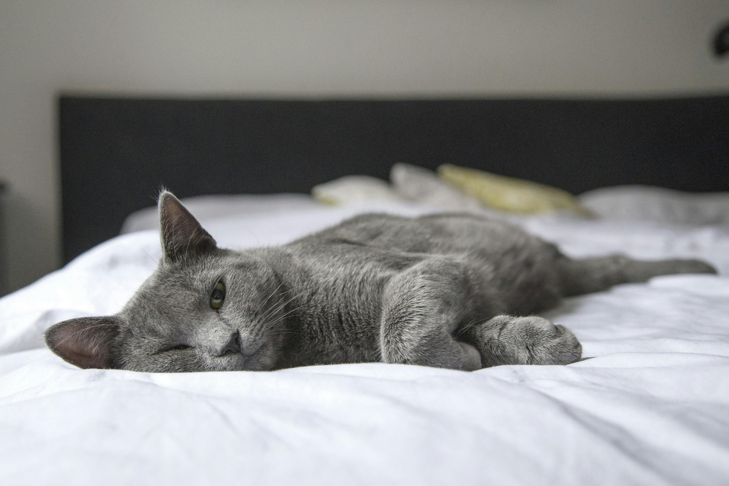 Chat gris