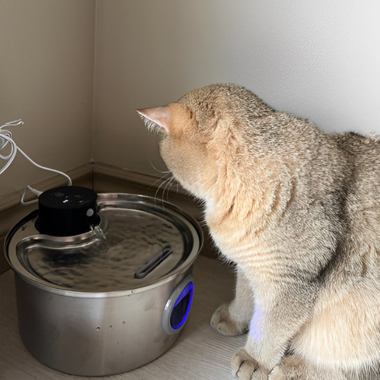 fontaine a eau chat blanc