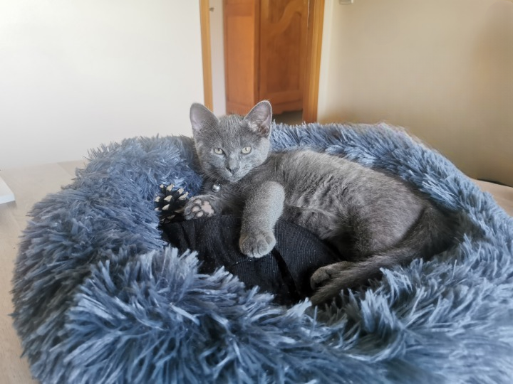 Willow chaton