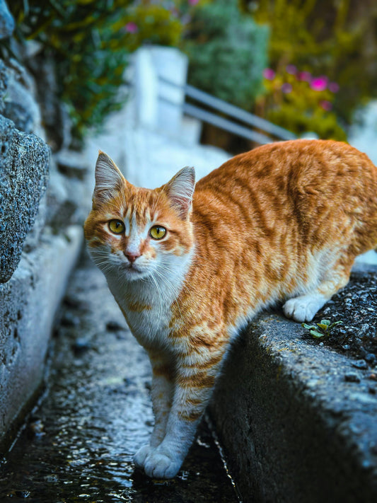 POURQUOI LES CHATS PREFERENT-ILS UNE FONTAINE A EAU  ?