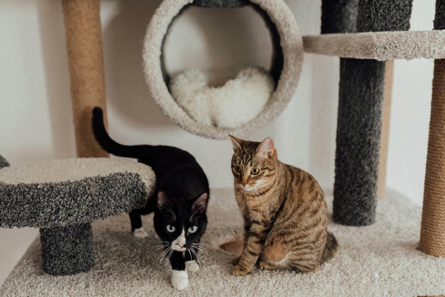 Chats qui jouent