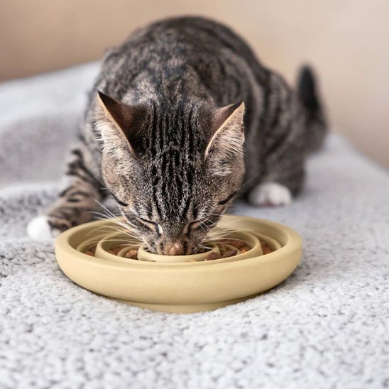 gamelle anti glouton chat gris tigré mange