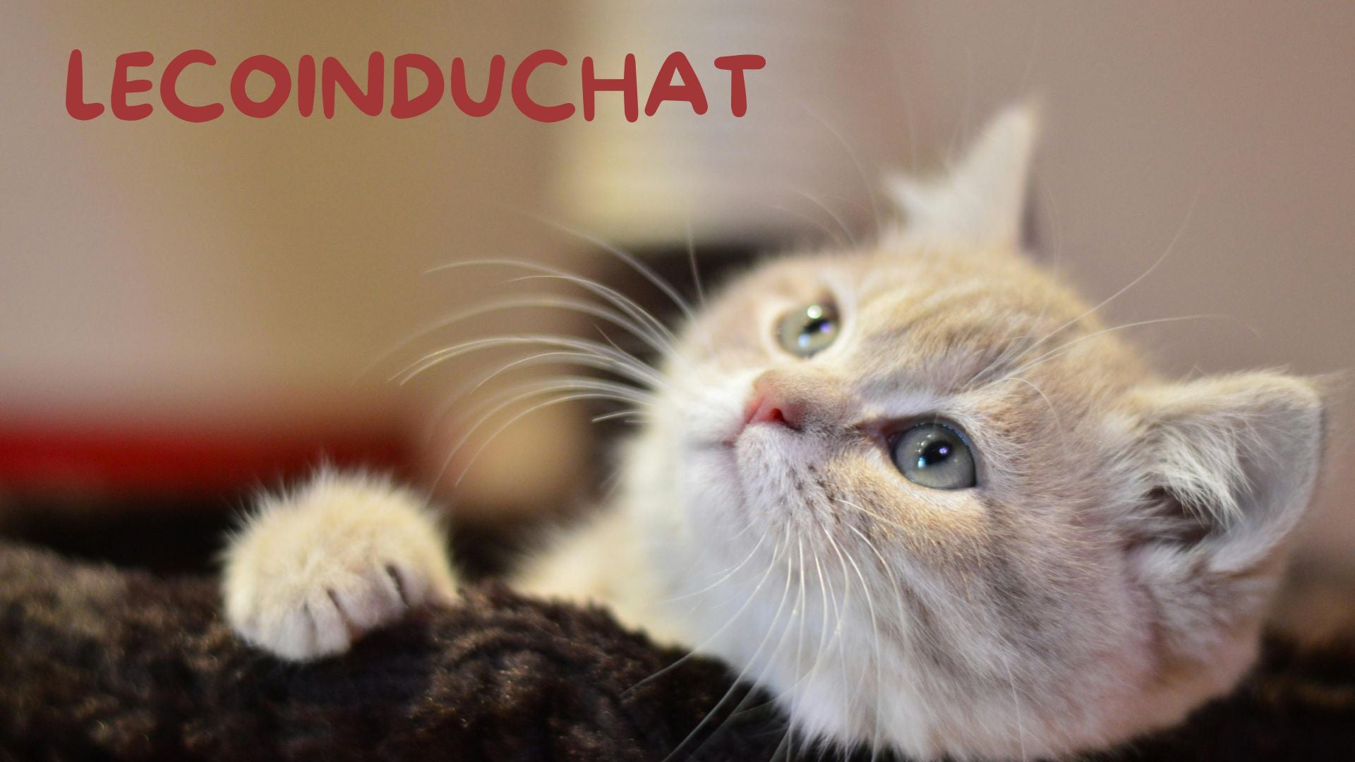 LE COIN DU CHAT